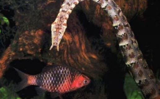 速度最快的蛇釣魚蛇 釣魚蛇捕魚速度0.001秒