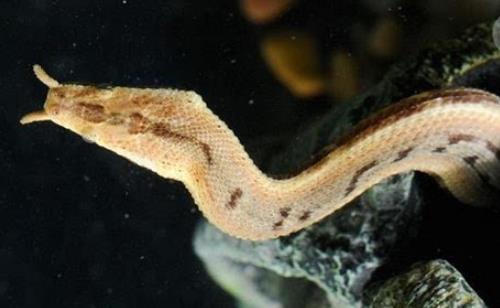 速度最快的蛇釣魚蛇 釣魚蛇捕魚速度0.001秒