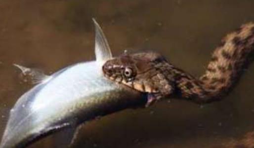 速度最快的蛇釣魚蛇 釣魚蛇捕魚速度0.001秒