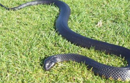 世界最毒的蛇 帝皇眼鏡蛇王攻擊人類后4分鐘斃命