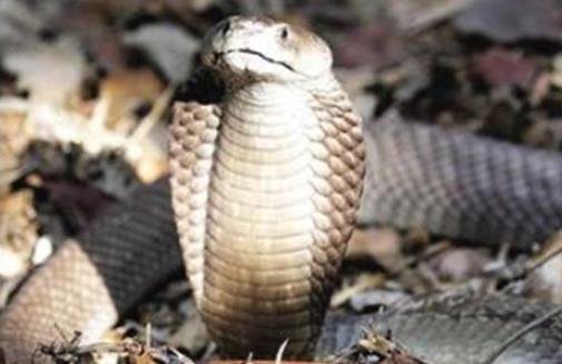 世界最毒的蛇 帝皇眼鏡蛇王攻擊人類后4分鐘斃命