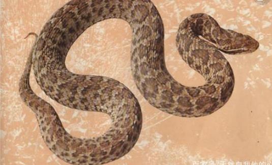 世界最毒的蛇 帝皇眼鏡蛇王攻擊人類后4分鐘斃命