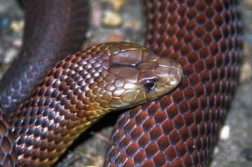 世界最毒的蛇 帝皇眼鏡蛇王攻擊人類后4分鐘斃命