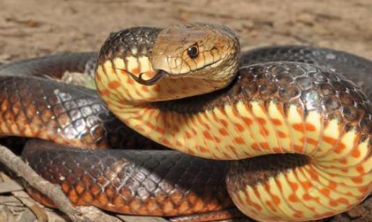 世界最毒的蛇 帝皇眼鏡蛇王攻擊人類后4分鐘斃命