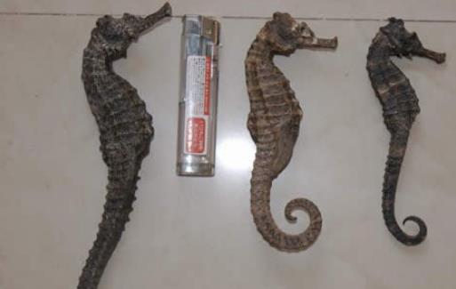 世界上最大的海馬 巨型海馬長達0.34米