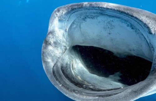 世界上最大的魚 鯨鯊長達20米