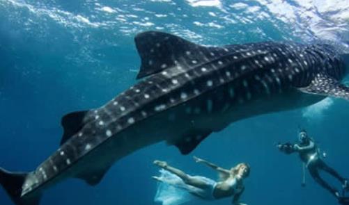 世界上最大的魚 鯨鯊長達20米