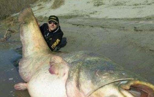 世界上最大的魚 鯨鯊長達20米