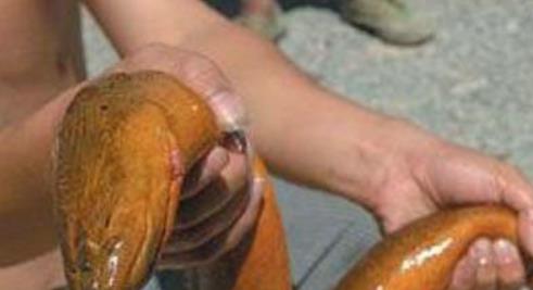 世界上最大的魚 鯨鯊長達20米