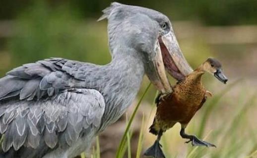世界上頭最大的鳥 鯨頭鸛生吞鱷魚不在話下