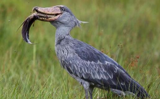世界上頭最大的鳥 鯨頭鸛生吞鱷魚不在話下