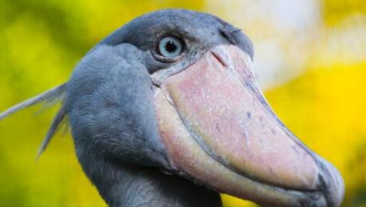 世界上頭最大的鳥 鯨頭鸛生吞鱷魚不在話下