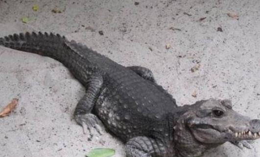 世界上體型最小的鱷魚 非洲侏儒鱷1米長可當寵物