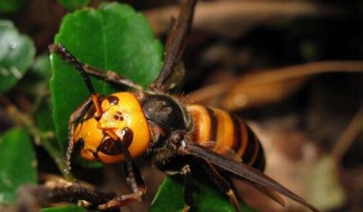 世界上最毒的蜂 虎頭蜂不但毒性非常強(qiáng)個(gè)頭還非常大