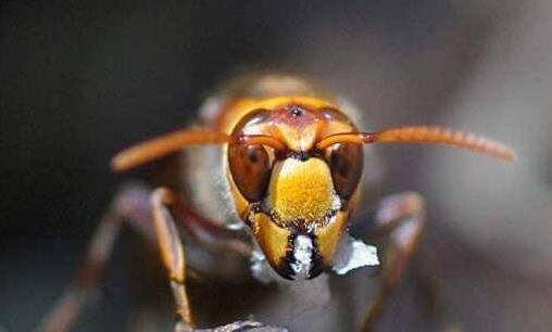 世界上最毒的蜂 虎頭蜂不但毒性非常強(qiáng)個(gè)頭還非常大