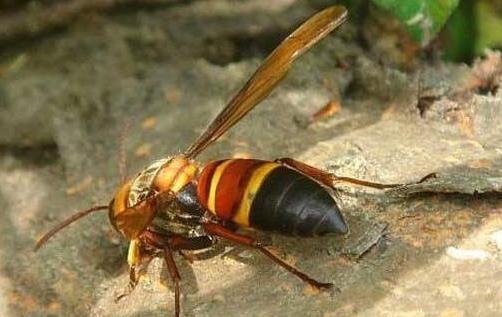 世界上最毒的蜂 虎頭蜂不但毒性非常強(qiáng)個(gè)頭還非常大
