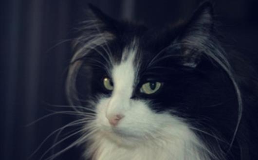 世界上毛最長的貓 毛長25.68厘米的兩歲小貓刷新世界紀錄