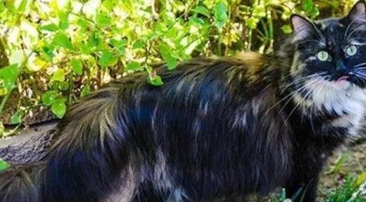 世界上毛最長的貓 毛長25.68厘米的兩歲小貓刷新世界紀錄