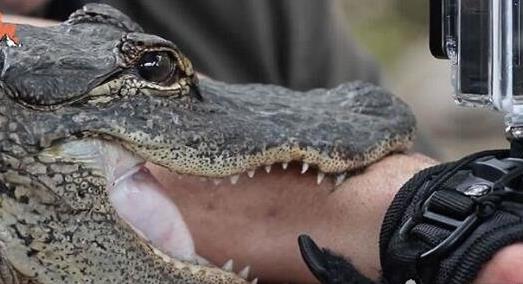 世界上最耐咬的男人 把自己的身體送給猛獸撕咬