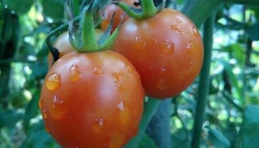 世界上最大的西紅柿 重達(dá)8斤的超大番茄打破世界紀(jì)錄