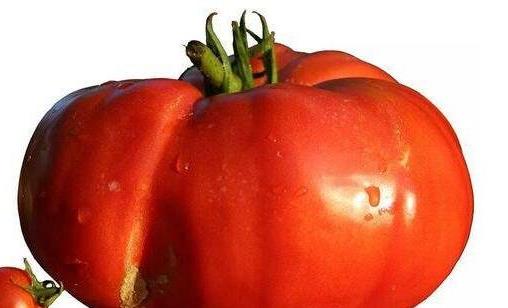 世界上最大的西紅柿 重達(dá)8斤的超大番茄打破世界紀(jì)錄