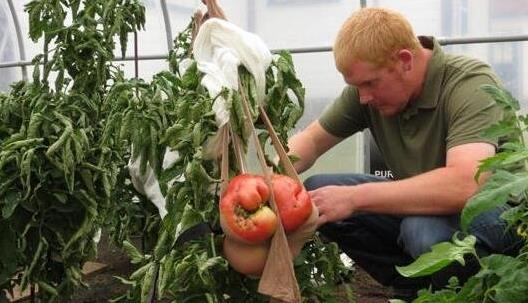 世界上最大的西紅柿 重達(dá)8斤的超大番茄打破世界紀(jì)錄