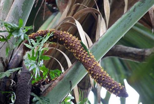 世界上最大的果實(shí) 雌雄海椰子酷似男女生殖器