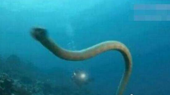 世界上最大的海蛇 巨型大海蛇長18米 未被證實的生物