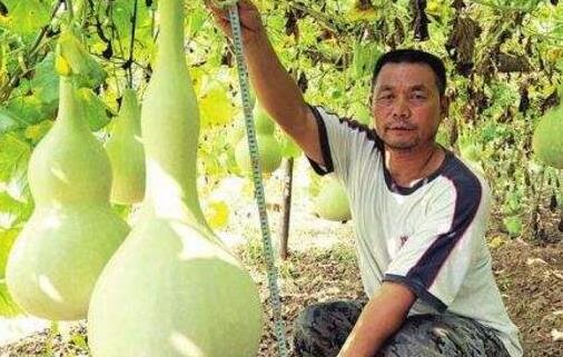 世界上最大的葫蘆 巨型葫蘆重達136斤長3米