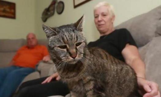 世界上最長(zhǎng)壽貓咪 有一只貓活了38歲相當(dāng)于人144歲