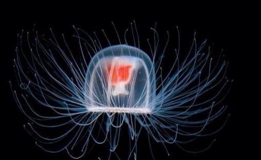 最長壽的水母 燈塔水母竟然可以長生不死