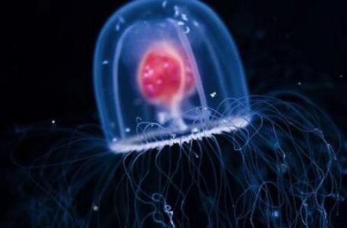 最長壽的水母 燈塔水母竟然可以長生不死