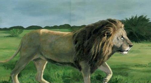 世界上最大的獅子 巴巴里雄性獅子平均體重185千克