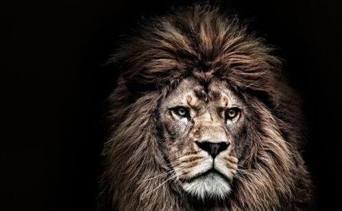 世界上最大的獅子 巴巴里雄性獅子平均體重185千克