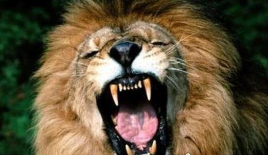 世界上最大的獅子 巴巴里雄性獅子平均體重185千克