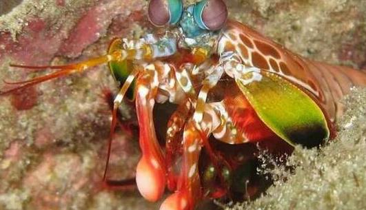 世界上最兇殘的蝦 雀尾螳螂蝦比子彈威力還強