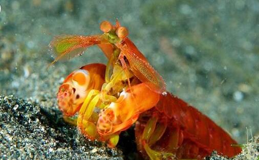 世界上最兇殘的蝦 雀尾螳螂蝦比子彈威力還強