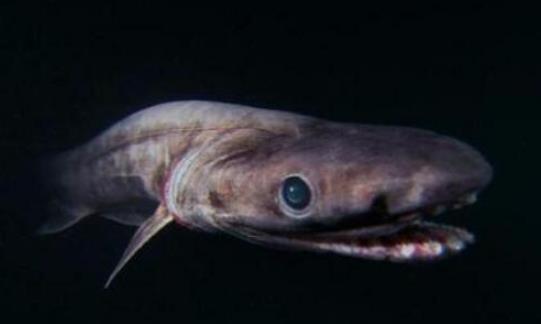 世界上最原始的鯊魚 皺鰓鯊在地球生存了3.8億年