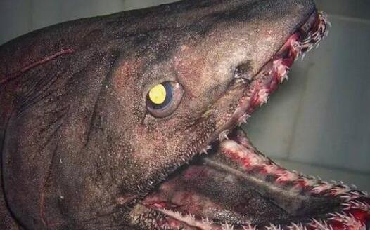 世界上最原始的鯊魚 皺鰓鯊在地球生存了3.8億年