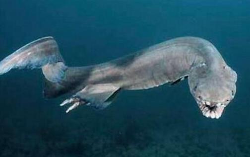 世界上最原始的鯊魚 皺鰓鯊在地球生存了3.8億年