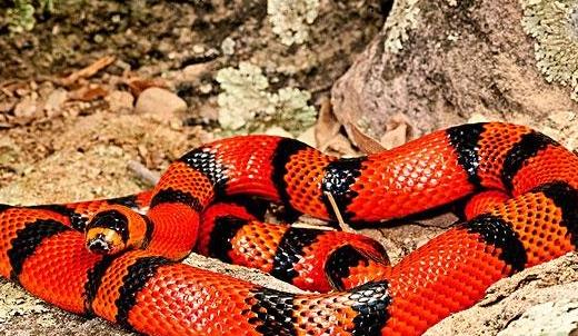 世界上最受歡迎的寵物蛇 牛奶蛇無毒有益 酷似劇毒珊瑚蛇