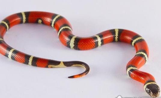 世界上最受歡迎的寵物蛇 牛奶蛇無毒有益 酷似劇毒珊瑚蛇