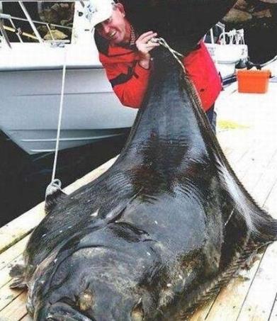 世界上最大的比目魚 德國人馬可捕獲468斤比目魚長達2.6米