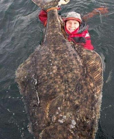 世界上最大的比目魚 德國人馬可捕獲468斤比目魚長達2.6米