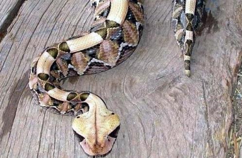 世界上毒牙最長(zhǎng)的蛇 加蓬蝰蛇毒牙長(zhǎng)5厘米 非洲最大毒蛇