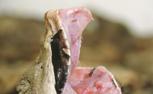 世界上毒牙最長(zhǎng)的蛇 加蓬蝰蛇毒牙長(zhǎng)5厘米 非洲最大毒蛇