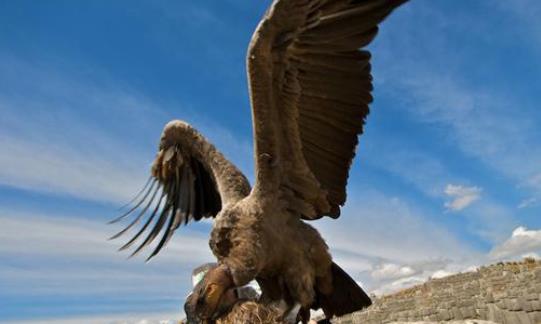 世界上最大的飛禽 安第斯神鷲展翅可達5米