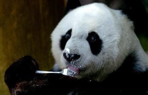 世界上最高壽熊貓 37歲的巴斯相當于人的百歲以上