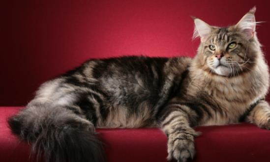 世界上最長的貓 一只緬因貓長達1.23米