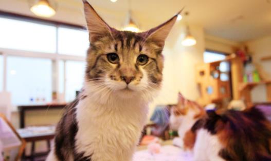 世界上最長的貓 一只緬因貓長達1.23米